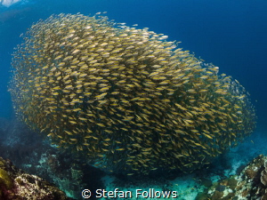 Hank·er·ing

Oxeye Scad - Selar boops

Sail Rock, Tha... by Stefan Follows 